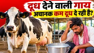 cow-suddenly-giving-less-milk-5-main-reasons
