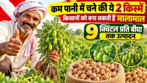kam-pani-me-chane-ki-2-kisme-kisano-ko-bana-sakti-hain-malamal