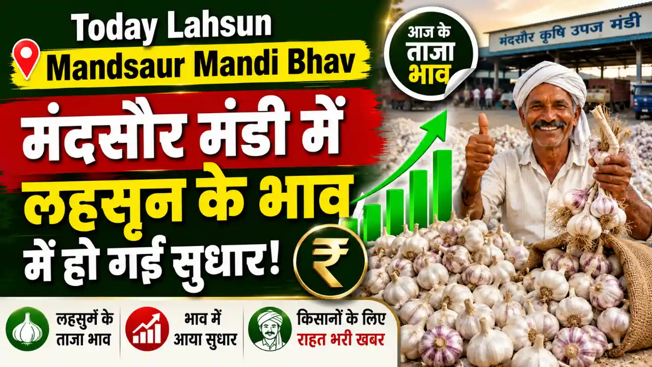 Today Lahsun Mandsaur Mandi Bhav