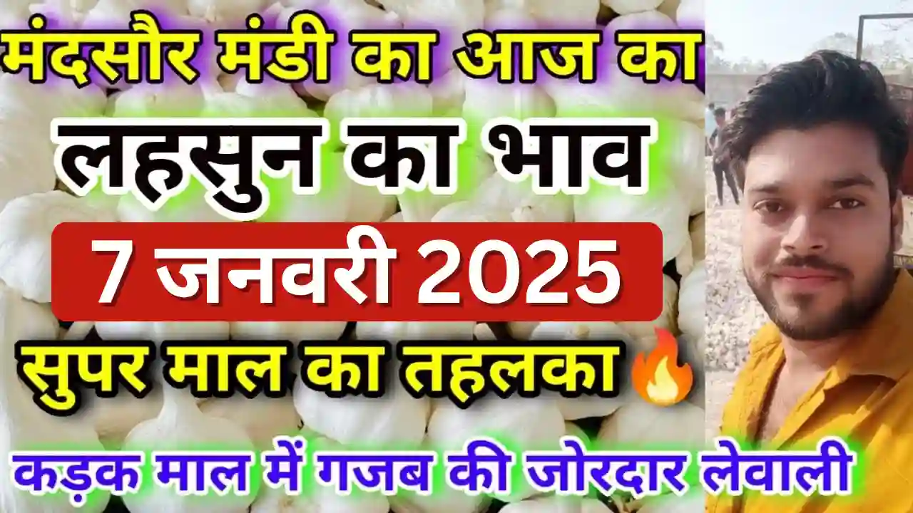 Today's Garlic Rate In Mandsaur Mandi